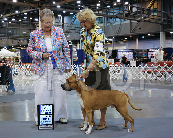 AmStaff-3657-HstnJ13HR