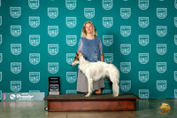 Silken Windhound #1322 Fri RCH Judge Felicity Trammell