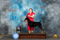 Doberman Pinscher #6 Sat BOB Judge Debra Thornton