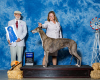 Greyhounds #6 Sat G1 Steele Melanie A Phelan R Tomlin R Gaudet Judge Dr Dale D Simmons