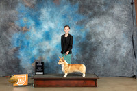 Pembroke Welsh Corgi #250 Fri COC Gr Judge Malinda Julien
