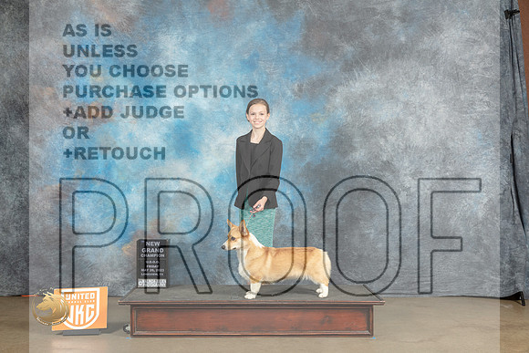 Pembroke Welsh Corgi #250 Fri COC Gr Judge Malinda JulienMJP_3014_UKCLNVWMAY2023_HR3