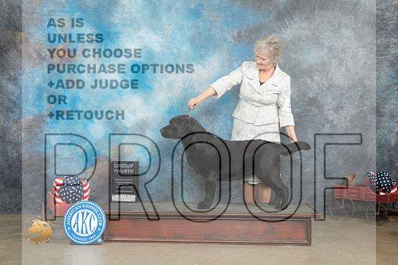 Labrador Retriever #18 Fri G4 Judge Terry Stacy_MJ_6306_ARK2023_HR3