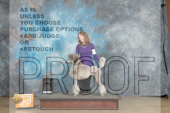 Poodle Std #194 Sun BFCH Judge Lynn MartinMJP_2727_UKCLNVWMAY2023_HR3