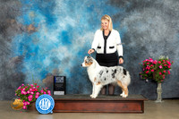 Australian Shepherd #10 Thur WBBOW Judge Edweena (Teddy) McDowell