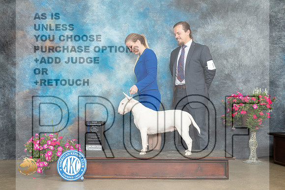 Bull Terrier White #8 Sat WBMCH Judge Gary Andersen_MJ_7112_ARK2023_HR3