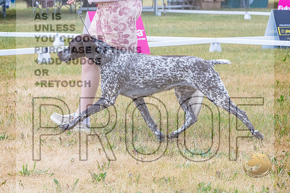 German Shorthaired Pointer Ring Wed_JJL_9367-Premier2023