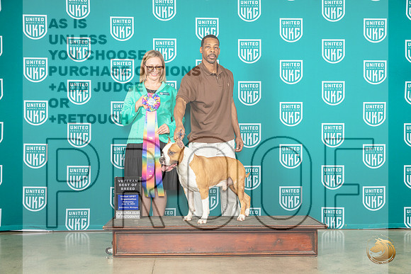 American Pit Bull Terrier #112 Wed Vet Judge Felicity TrammellMJP_3422_Premier2023_HR3