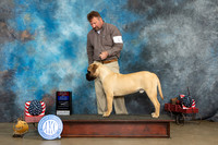 Bullmastiff #5 Thur BOWBOS Judge Jacqueline L Stacy