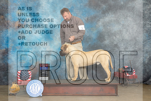 Bullmastiff #5 Thur BOWBOS Judge Jacqueline L Stacy_MJ_5402_ARK2023_HR3