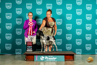 German Shorthaired Pointre #471 G2 Judge Felicity Trammell