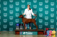 Redbone Coonhound #811 Fri G1 Sat TD