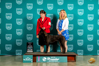 Dutch Shepherd #344 Fri BOB Judge Matthew Proctor