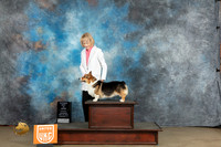 Pembroke Welsh Corgi #12 Sat Amy Turner