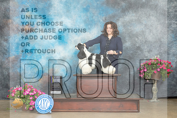 Cocker Spaniel Parti #19 Sun BOVNGCH Judge Janet Warner_MJ_7426_ARK2023_HR3