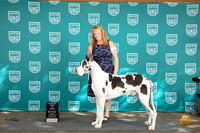 Great Dane #381 Fri RBIS Judge Malinda Julien R