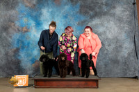 Poodle Std Pups Sun