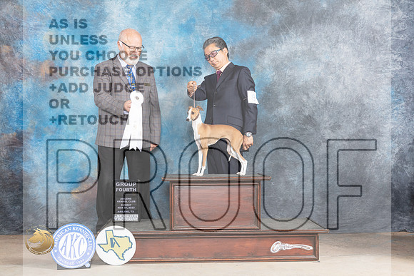 Italian Greyhound #8 G4 Judge Gary AndersenMJP_1645_Abilene_2023_HR3