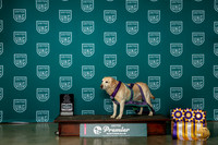 Labrador Retriever #783 Thur Fri Sat