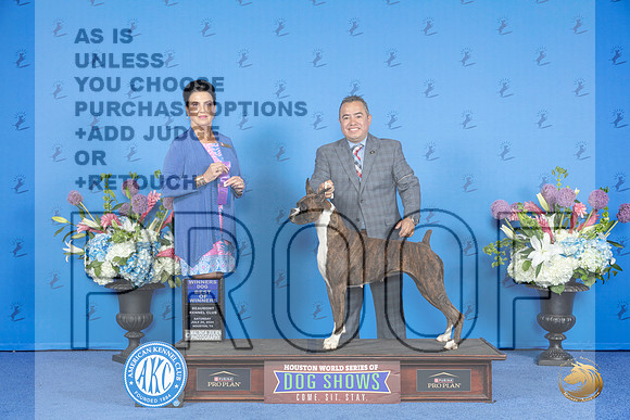 Boxer #27 SAT WD BOW Judge Debbie Freeman r__JP_9741_Houston_2024_HR3