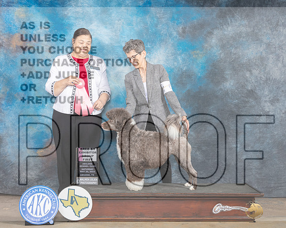 Portuguese Water Dog #6 Sat BBEG1 Judge Cindy Knox-MJP_1201e_Abilene 2023-HR3