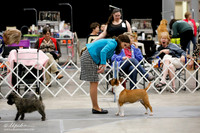 Miniature Bull Terrier Group Sun Ring