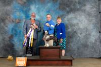 Chinese Crested #241 Sat BIS Judge Matthew Proctor