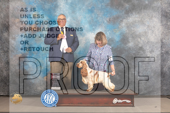 English Cocker Spaniel #19 WED BOS BISweeps Judge John Lucas_MJ_2264_Houston_2022_HR3