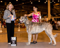 Irish Wolfhound #6 Sat BOB Maj Cox George & Katherine Brookbank Judge Mrs Sari Brewster Tietjen