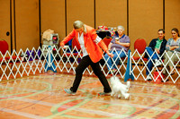 Poodles Toy Sweepstakes Sat