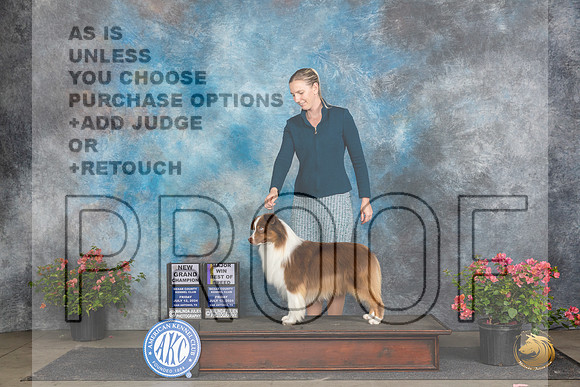 Miniature American Shepard #11 Fri BOBGCHM Judge Paul F Willhauck__JP_4379_San Antonio_2024_HR3