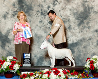 Bull Terrier White #14 Thurs Maj BOW Rajas Juan Carlos Infantas Judge Diane Foote