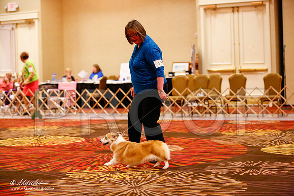 _JJ_1620-HstnCorgiFeb2015-HR3