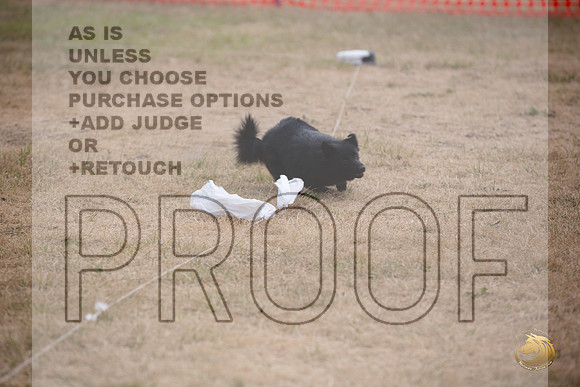 Schipperke Percision Coursing Sat Longview WA 2024_JJL_3768_Longview WA_2024_HR3