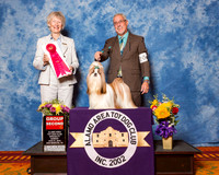 Shih Tzu #20 Sun G2 Maybin Dan L Haley & Anna V Agent Dan L Haley Judge Mrs Sharon Newcomb
