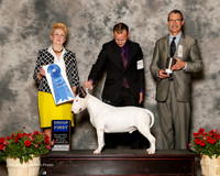 Bull Terrier #5 Sat G1 Zane Smith Judge Nancy Smith Hafner