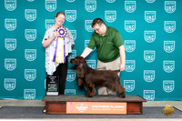 Field Spaniel #175 Fri RBIS Judge Pamela Perdue