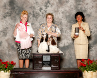 Cocker Spaniel #10 & #31 Sun Best Brace Montanelli Jeannie Judge Nancy Smith Hafner