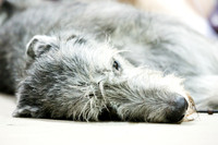 Irish Wolfhound Sat Ring