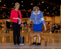 Vizsla #17 Sun BOW Maj Perry Charles Judge Mrs Carol Tobin Murray