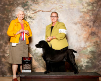 Labrador Retriever #12 Fri BOS Susan Yates Judge Ann Hearn