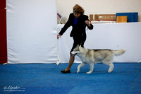 Best of Breed Sat Ring