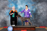 Germa Shorthaired Pointer #6 Sun OHG3 Judge Bev Felten