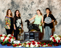 English Cocker Spaniel #? Sat Best in Groom Sarah Moon