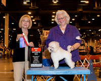 Toy Poodle #20 Sat BOS Lupardus Keith & Barbara Judge Mrs Helen Winski Stein