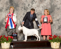 Bull Terrier #5 Sun BIS Hauptman Dr Phillip Hunter and Jeryl Dee Hauptman Judge Nancy Smith Hafner