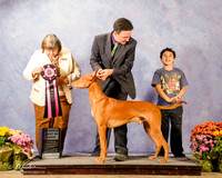 Pharaoh Hound #5 Sun RBIS Debbie Cooper & Barth Clooten Agent Brian Livingston Judge Janie Bousek