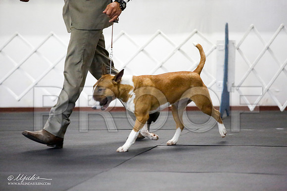 _JJ_0856-BullTerrierAzilApr2016-HR3