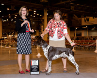 German Shorthaired Pointer #7 Sun Maj BOS Carmean Vanessa Judge Dr Wanda V SPediacci