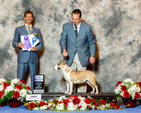 Bull Terrier Colored #32 Sun WB Maj Cournoyer Terri &Glenna Wright & Susan B Lybrand Agent Chase Waddell Judge Mr Duff M Harris